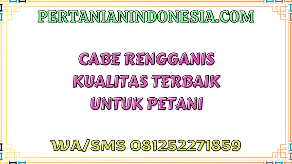 Cabe Rengganis Kualitas Terbaik Untuk Petani